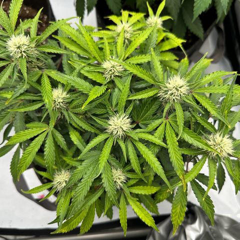 Triple G growlog timeline photo