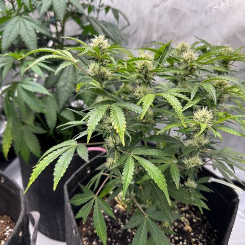 Triple G growlog timeline photo
