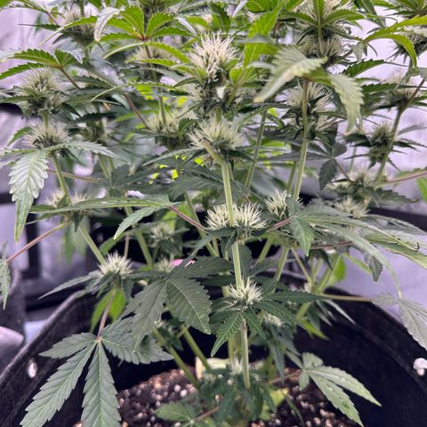 Triple G growlog timeline photo
