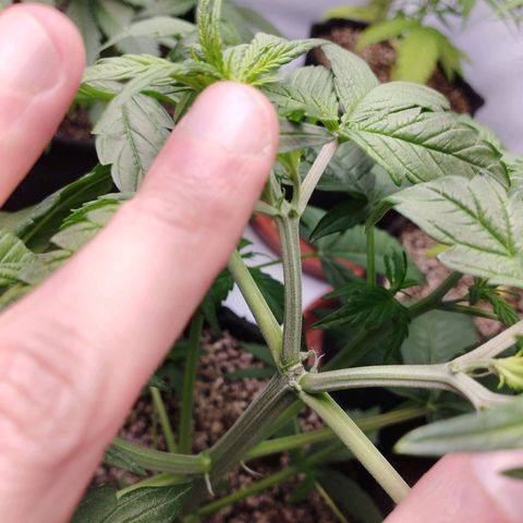LSD  growlog timeline photo
