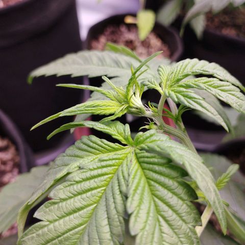 LSD  growlog timeline photo