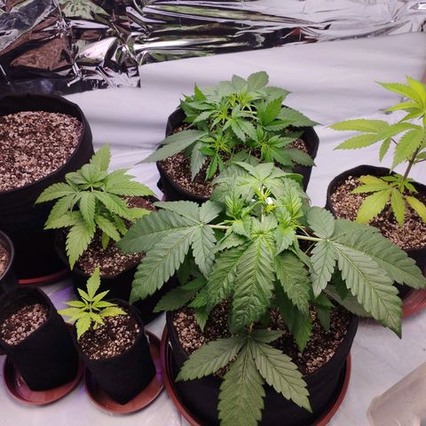 LSD  growlog timeline photo