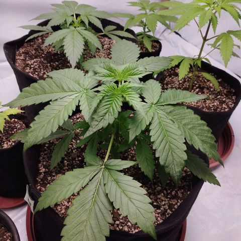 LSD  growlog timeline photo