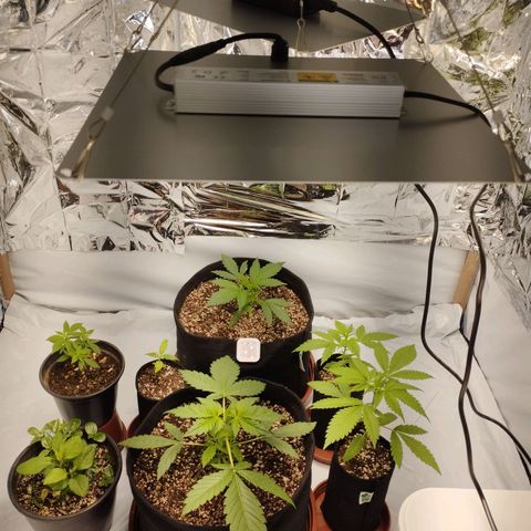 LSD  growlog photo: *Segundo painel de led