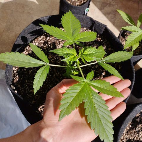 LSD  growlog timeline photo