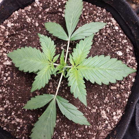 LSD  growlog timeline photo