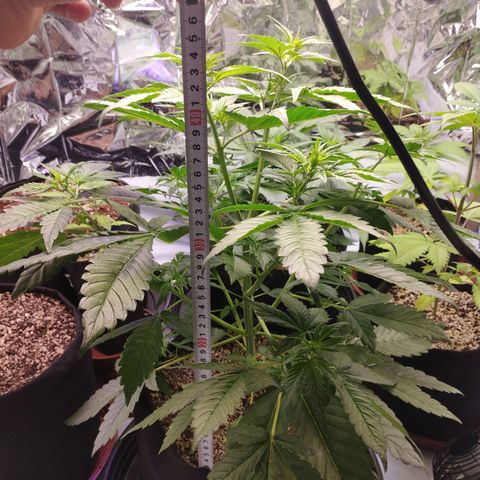 LSD  growlog timeline photo
