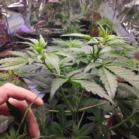 LSD  growlog timeline photo