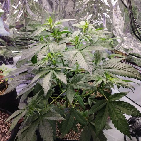 LSD  growlog timeline photo