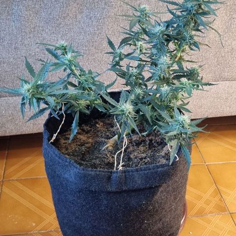 Northern lights  growlog timeline photo