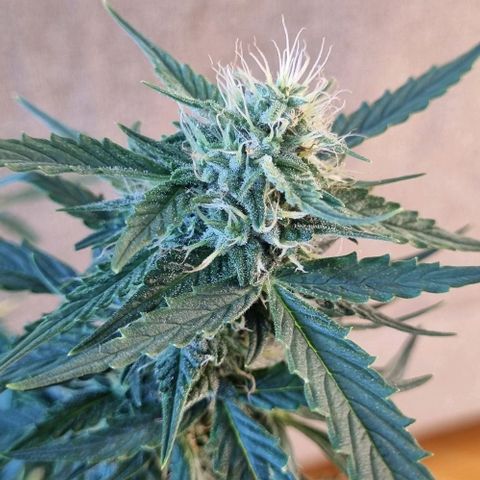 Northern lights  growlog photo: Resinando 