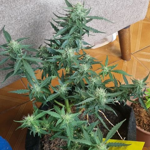 Northern lights  growlog timeline photo