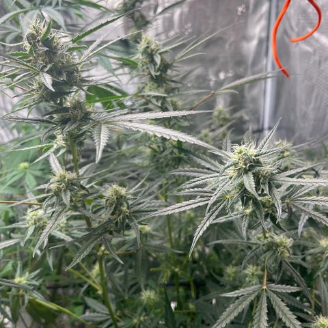 Wedding Cake Auto growlog timeline photo