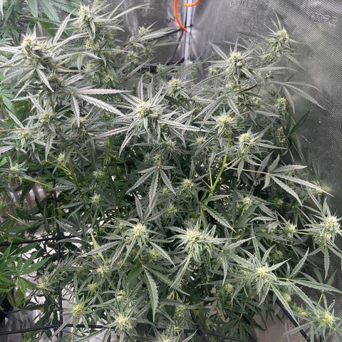 Wedding Cake Auto growlog timeline photo