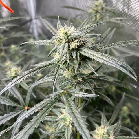 Wedding Cake Auto growlog timeline photo