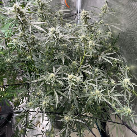 Wedding Cake Auto growlog timeline photo
