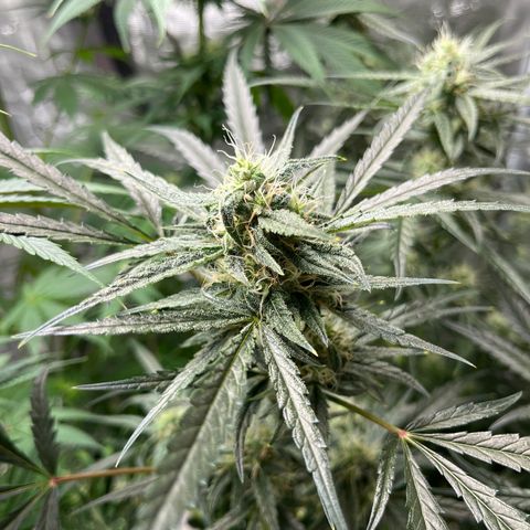 Wedding Cake Auto growlog timeline photo