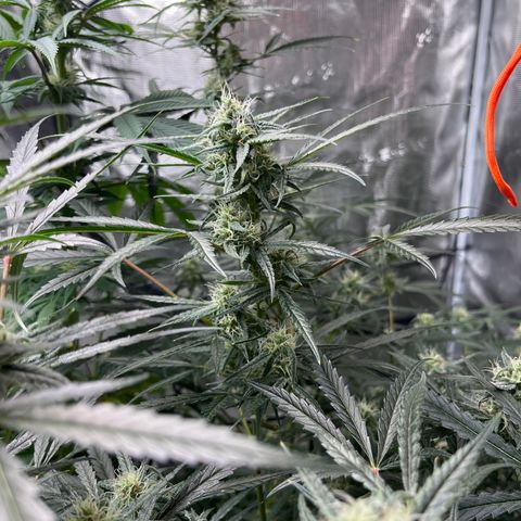 Wedding Cake Auto growlog timeline photo