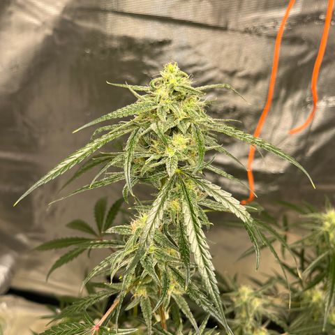 Wedding Cake Auto growlog timeline photo