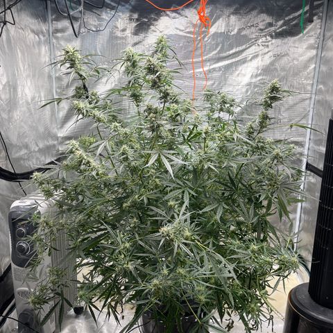 Wedding Cake Auto growlog timeline photo