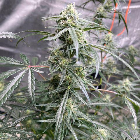 Wedding Cake Auto growlog timeline photo
