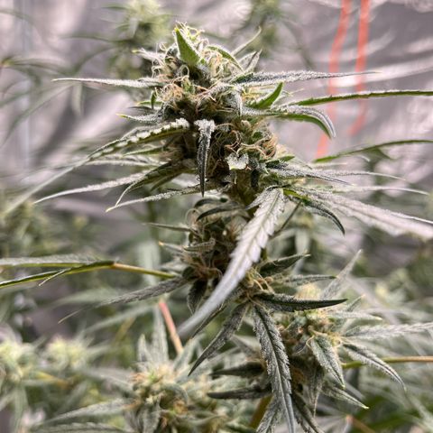 Wedding Cake Auto growlog timeline photo