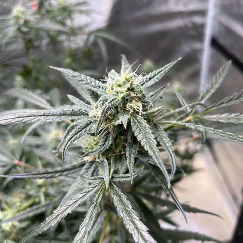 Wedding Cake Auto growlog timeline photo