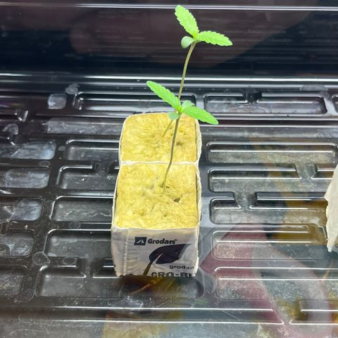 Lemon Garlic OG left side  growlog timeline photo