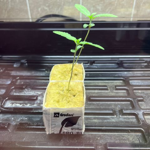 Lemon Garlic OG left side  growlog timeline photo