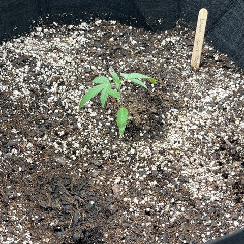 Lemon Garlic OG left side  growlog timeline photo
