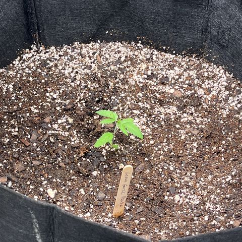 Lemon Garlic OG right side  growlog timeline photo