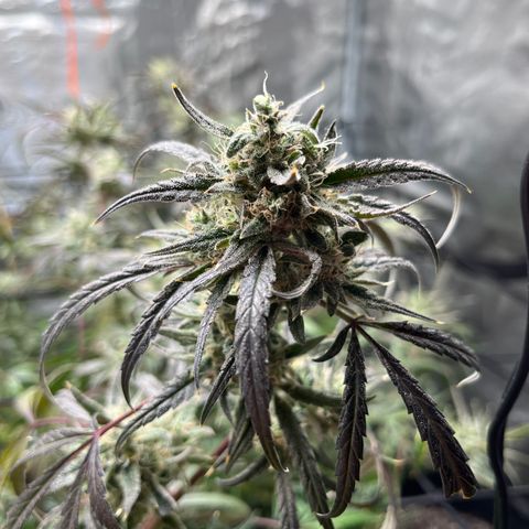Wedding Cake Auto growlog timeline photo