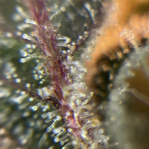 Wedding Cake Auto growlog timeline photo