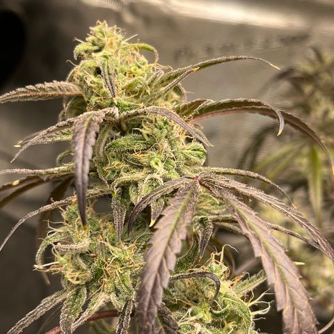 Wedding Cake Auto growlog timeline photo