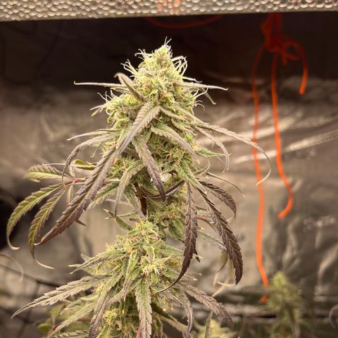 Wedding Cake Auto growlog timeline photo