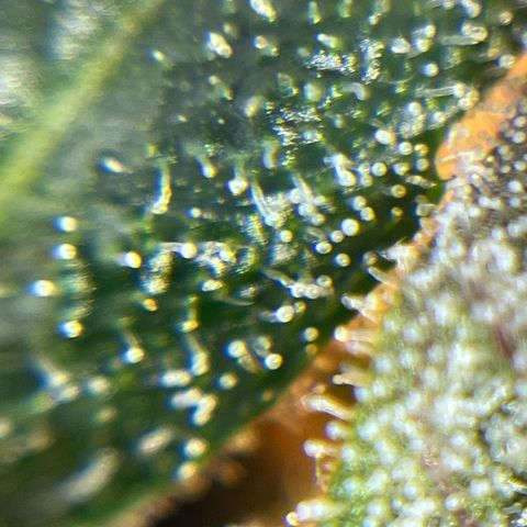 Wedding Cake Auto growlog timeline photo