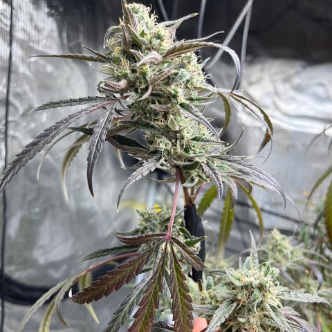 Wedding Cake Auto growlog timeline photo