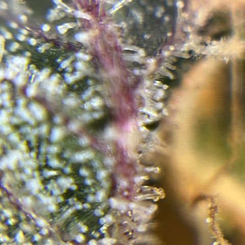 Wedding Cake Auto growlog timeline photo