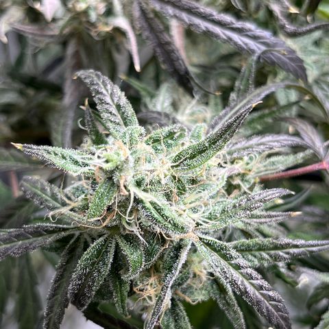 Wedding Cake Auto growlog timeline photo