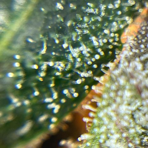 Wedding Cake Auto growlog timeline photo