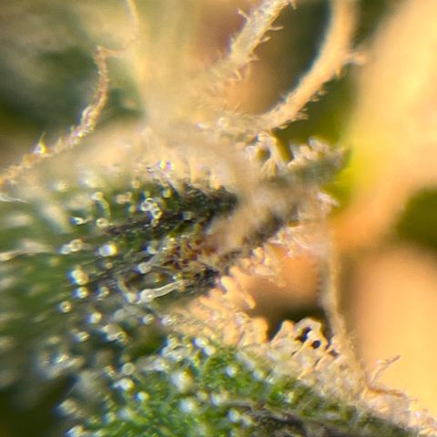 Wedding Cake Auto growlog timeline photo