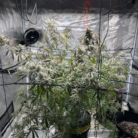 Wedding Cake Auto growlog timeline photo