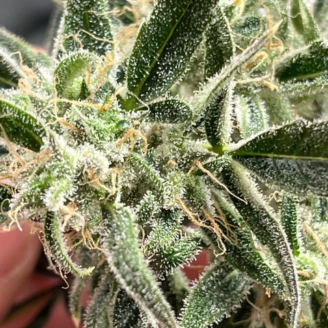 Wedding Cake Auto growlog timeline photo
