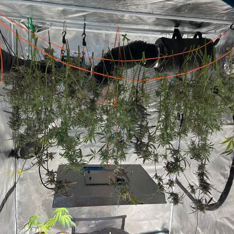Wedding Cake Auto growlog timeline photo