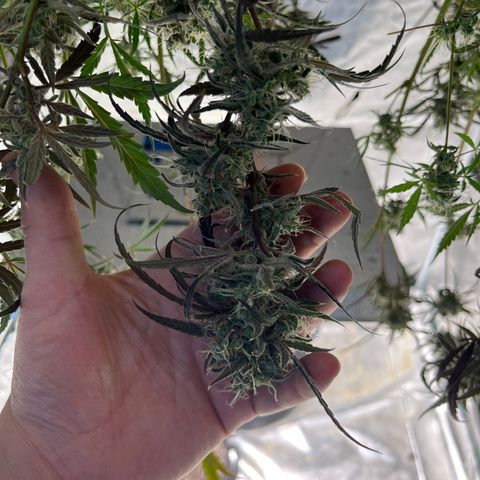 Wedding Cake Auto growlog timeline photo