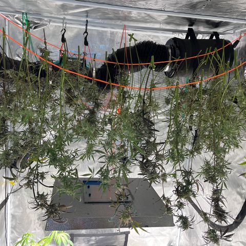 Wedding Cake Auto growlog timeline photo