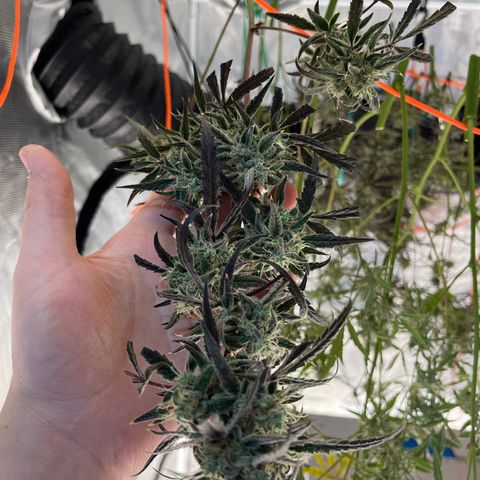 Wedding Cake Auto growlog timeline photo