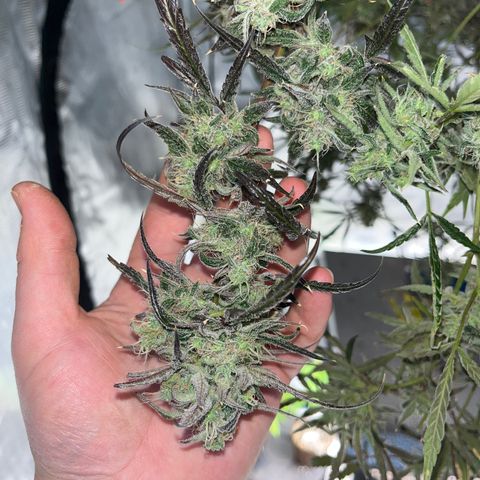 Wedding Cake Auto growlog timeline photo