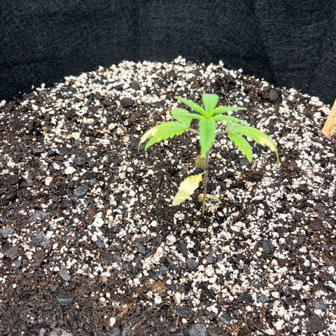 Lemon Garlic OG left side  growlog timeline photo