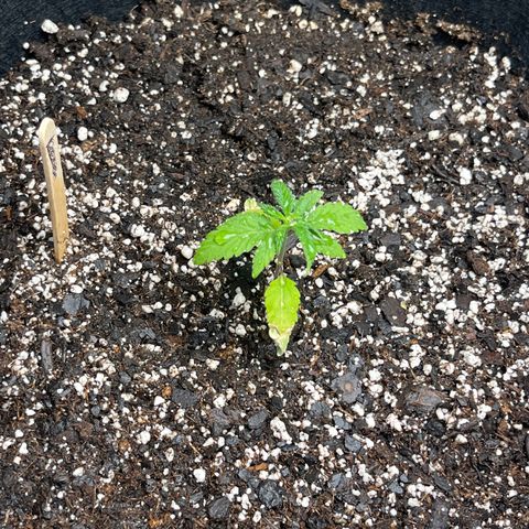 Lemon Garlic OG left side  growlog timeline photo
